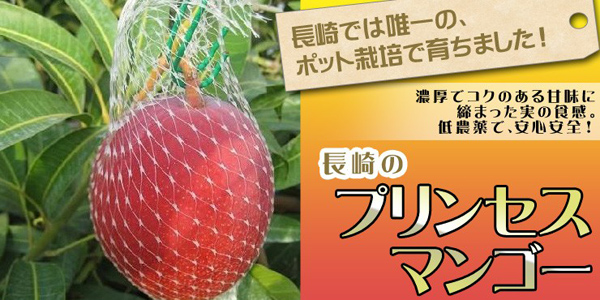 当社栽培、自慢の鉢植えマンゴー『長崎のプリンセスマンゴー』
