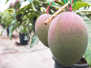 鉢植えマンゴー