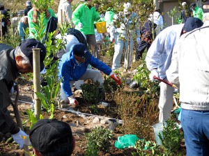 植林作業