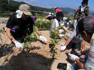 植林作業